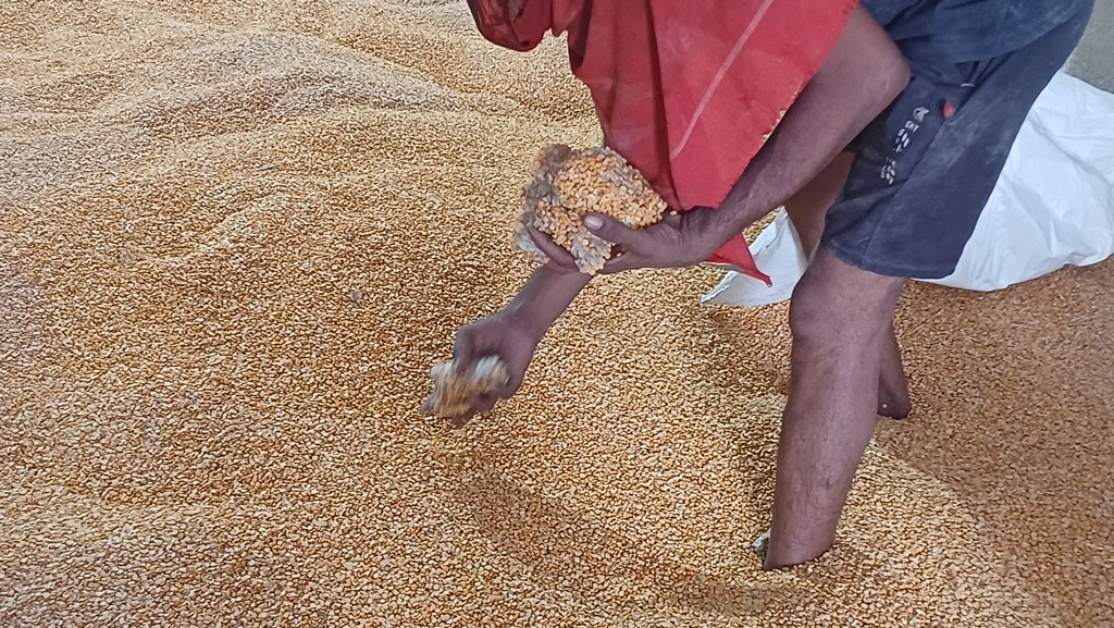 Disposal of water affected Matar Dal on "as is where is basis"